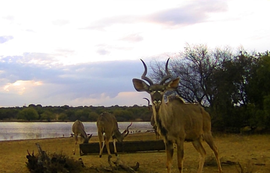 17 Bedroom Property for Sale in Koster North West